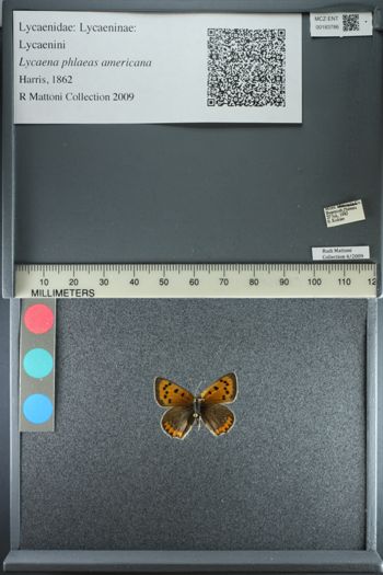 Media type: image;   Entomology 183786